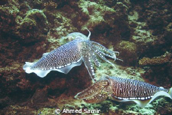 Cuttlefish from Hafsha Thia - North Ari Atoll at Maldives by Ahmed Samir 